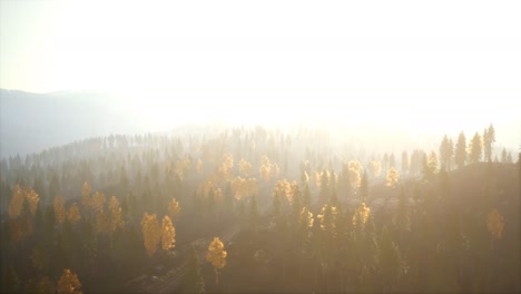 Sunlight-in-spruce-forest-in-the-fog-on-the-background-of-mountains-at-sunset